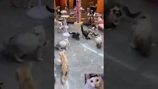 Cat cafe gone wrong 