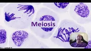 Meiosis