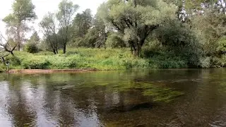 Fly fishing for chub on the Ugra River.