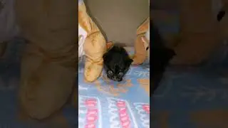 Ненаглядная красота! #cat #афина #kitten #котик #прикол
