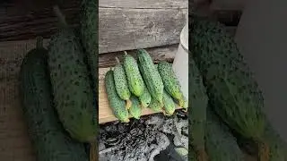 Первые ОГУРЦЫ в ТЕПЛИЦЕ за 1т. руб. 🥒🥒🥒🪣🌿💯❤️...