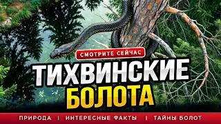 СТРАХ ТИХВИНСКИХ БОЛОТ!!! Страшные болота России!!! 