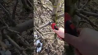 Klasyczny chiński Swansoft i piękna niedzielna pogoda :)