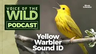 Episode 6: Yellow Warbler – Voice of the Wild