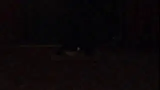 Fake doggo