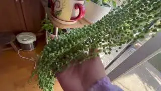 String of pearls update