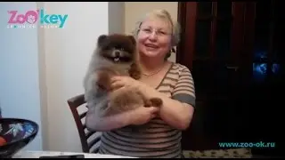 Шпиц Дени. Восстановление шерсти после стрижки 