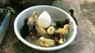 Funny ducklings new hatch and feeding swimming