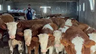 KALİTELİ SİMANTALE DEVAM