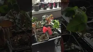 Декабрь. Купили саженцы ежевики. Буду сажать в грунт.ставропольский край.
