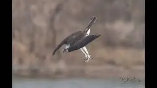 Osprey Dive, Catch, Swim, Fly