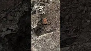 Civil War cartridge box rivets found pt.2 #metaldetecting #metaldetector #detectinghistory #civilwar