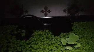 Ряб на воде