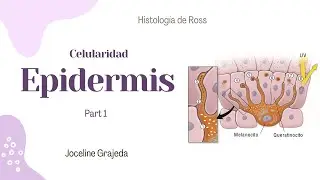 Celularidad de la epidermis | Histología de Ross