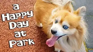 a Happy Day With My Dog at Park