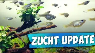 ENDLER GUPPY ZUCHT AQARIUM (UPDATE) ATLEDTIS COOKIE RGB VS T8 Röhre 🐟 Cranket