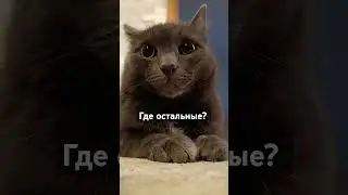 Кот Оскар и "Мандалорец" #cat #кот #оскар #мандалорец