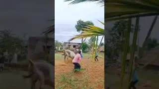 அடங்காத 🐂🐃 காளை | #bull | #jallikattu | #kannanfarm(madurai) #shorts