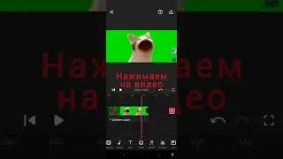 Как делать видео с котами