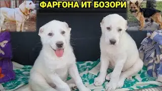 ФАРҒОНА ИТ БОЗОРИ | Ферганский собачий рынок.