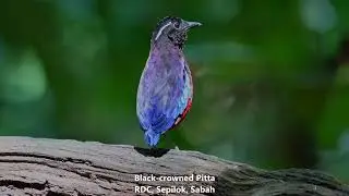 Vlog birding di RDC Sepilok, Sandakan, Sabah