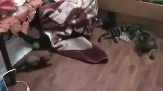 кот с хорьком дерутся  Cats plays with ferret