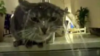 Gato a curar a ressaca