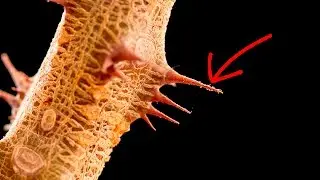MACRO PHOTOGRAPHY TIPS & TRICKS - Number 1 Tip For Perfect Focus