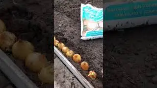 Что важно знать при посадке лука 🤔 #лук #посадкаиуход #огород #сажаемлук