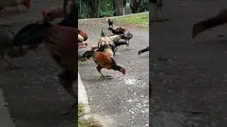 Amazing Moment Chicken Feeding | Chicken Animal