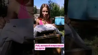 люблю своих пчёлок ❤️🐝