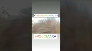 Пёс блогер