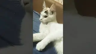 обхитрила  учителя