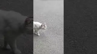 Кот зомби