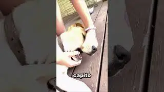 Strange sounds… but the reason was disgusting 😳🐶