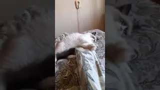Дафна 4 мес