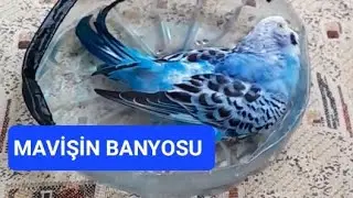 Mavişin banyo günü, suya doyamıyor bıraksam tüm gün sudan çıkmayacak 😂