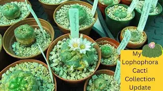 My Lophophora Cactus Collection Update | Peyote Cacti #cactus #cactuscollection #cacti