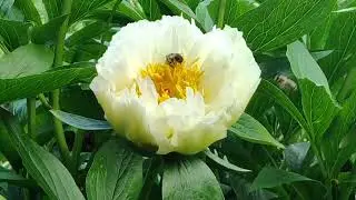 Peony Mountain Mist  / Пион Маунтин Мист.