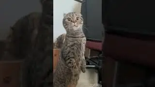 Ada apa tuu