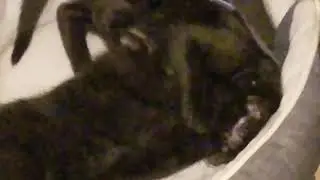 New Black Kittens Play Fighting
