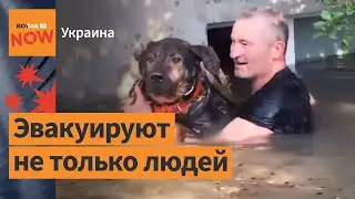 Спасение животных с затопленных территорий после прорыва дамбы Каховской ГЭС