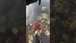 Настоящая дружба с осьминогом🐙