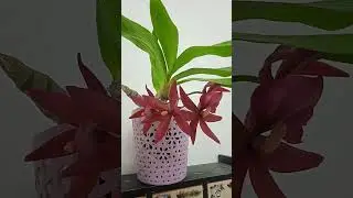 Приключения морковки))) дубль 2.
