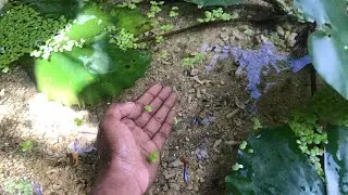Home made aquarium filter for backyard pond.