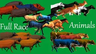 Horses Stampede Boars Stampede Cows Stampede Dogs Stampede Buffalos Stampede Full  Running Green Scr