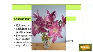 L.C. Biology Classification