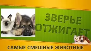 Два огромных штрашных зверя.