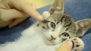 Kitten Sanctuary Singapore Visit
