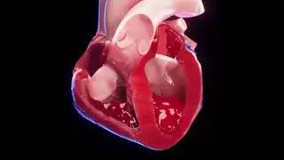 Heart in Motion: Animated Visualization of the Human Cardiovascular System